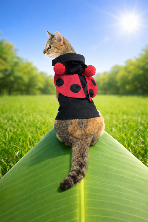 Traje Felino de Mariquita 🐞