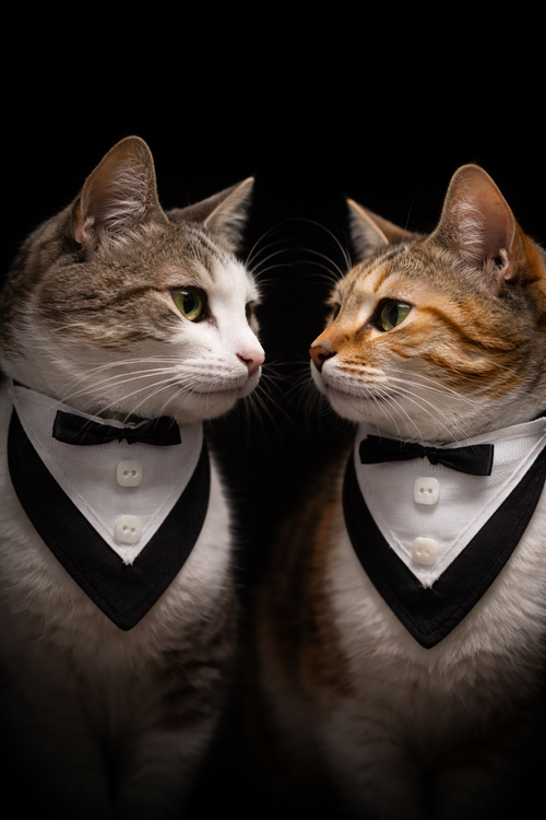 Traje de Smoking Elegante (Costo de envío Adicional)