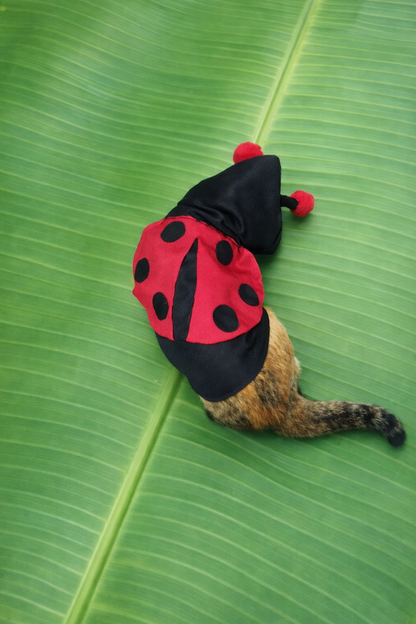 Traje Felino de Mariquita 🐞
