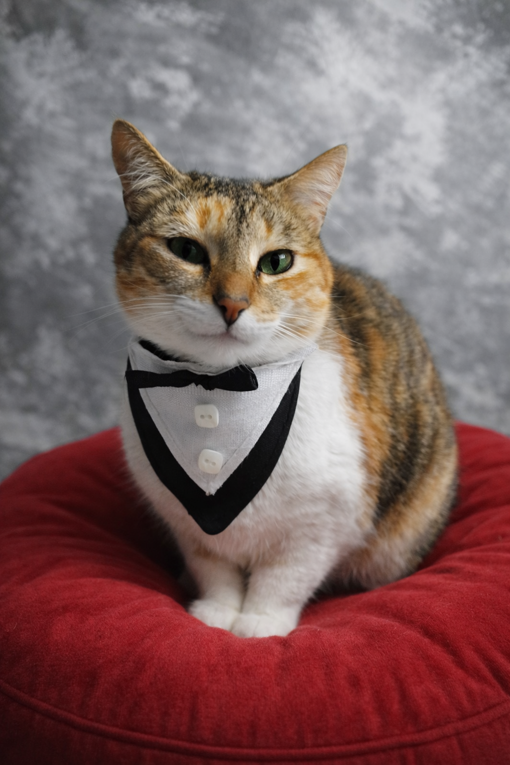 Traje de Smoking Elegante (Costo de envío Adicional)