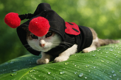 Traje Felino de Mariquita 🐞